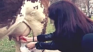 Margherita a plimbat vaca prin parc:"Eu sunt tratata ca o regina acasa, nu sunt obisnuita cu asa ceva"