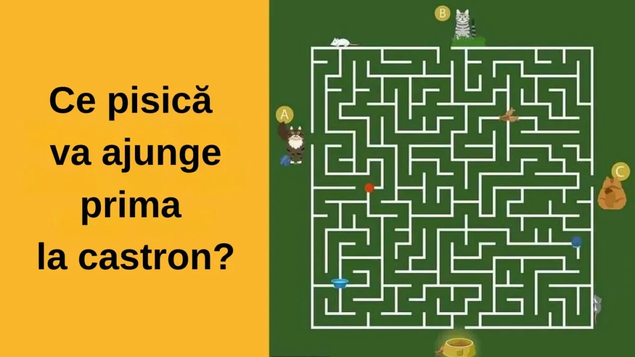 Test IQ | Ce pisică va ajunge prima la castron? Doar 1% dintre oameni află în 11 secunde