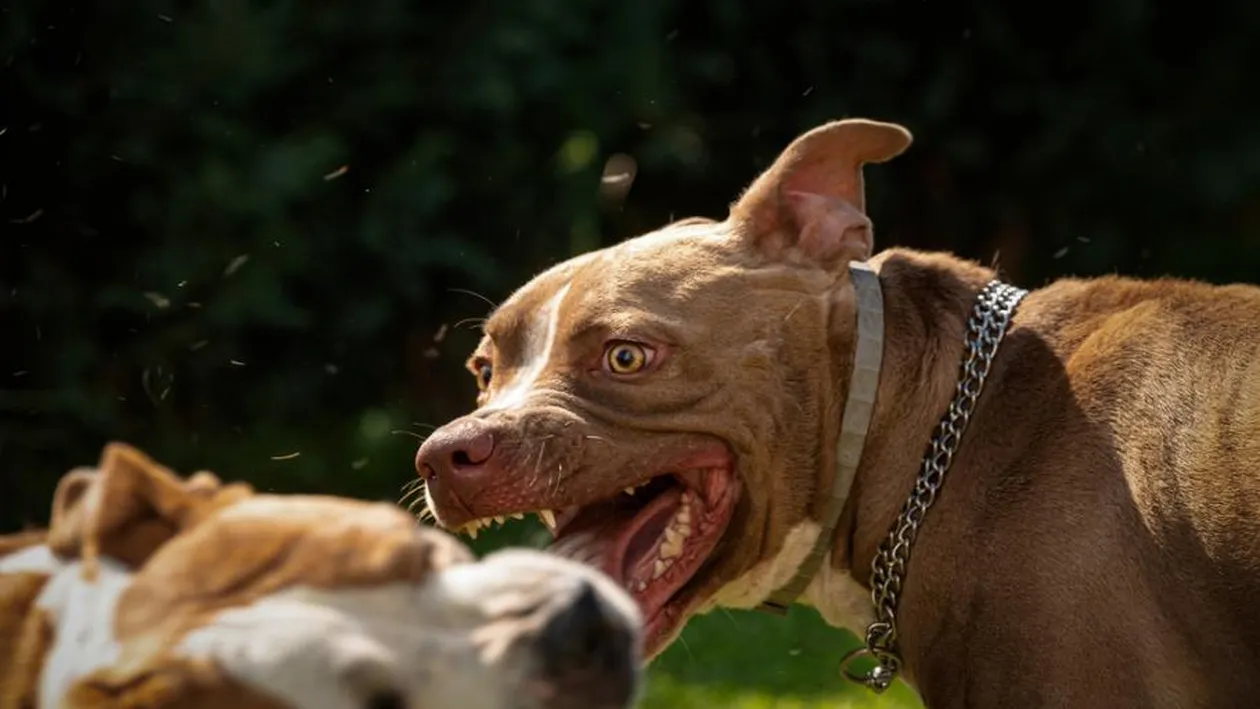 Doi copii din Suceava, plecați la colindat în Ajunul Crăciunului, au fost mușcați de câini. Cum s-a răzbunat tatăl lor