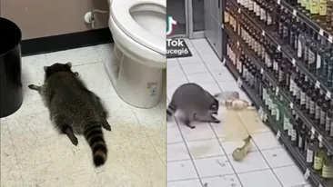 Un raton beat a ajuns viral pe TikTok, după ce a vandalizat un magazin. A dat gata romul, apoi a leșinat în toaletă