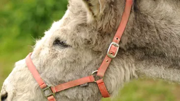 Verdict in cazul unui accident auto: Magarul in calduri e vinovat! Isi cauta o femela