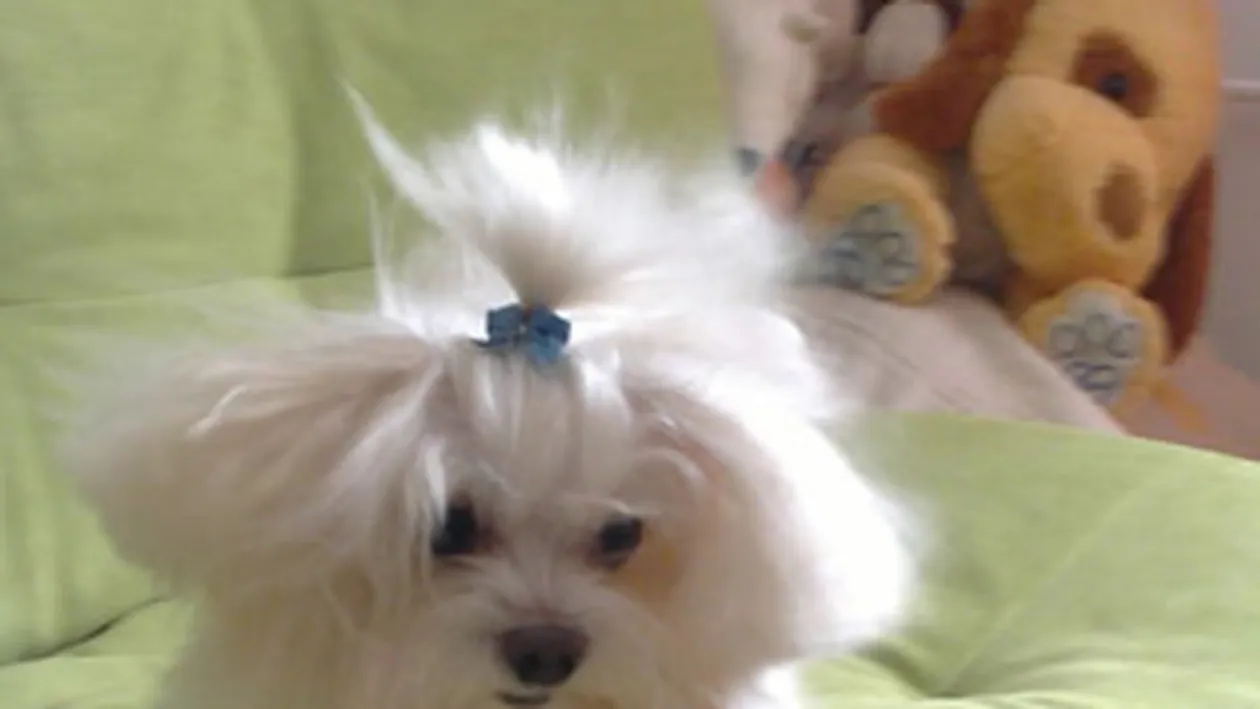 Catelul Silviei de la Vegas e mare vedeta! Oxy va juca in reclame!