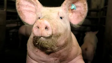 Ce se întâmplă dacă un om consumă carne de porc infestată cu pestă porcină. Medicul veterinar a făcut anunțul