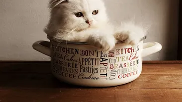 Rase de pisici preferate de români