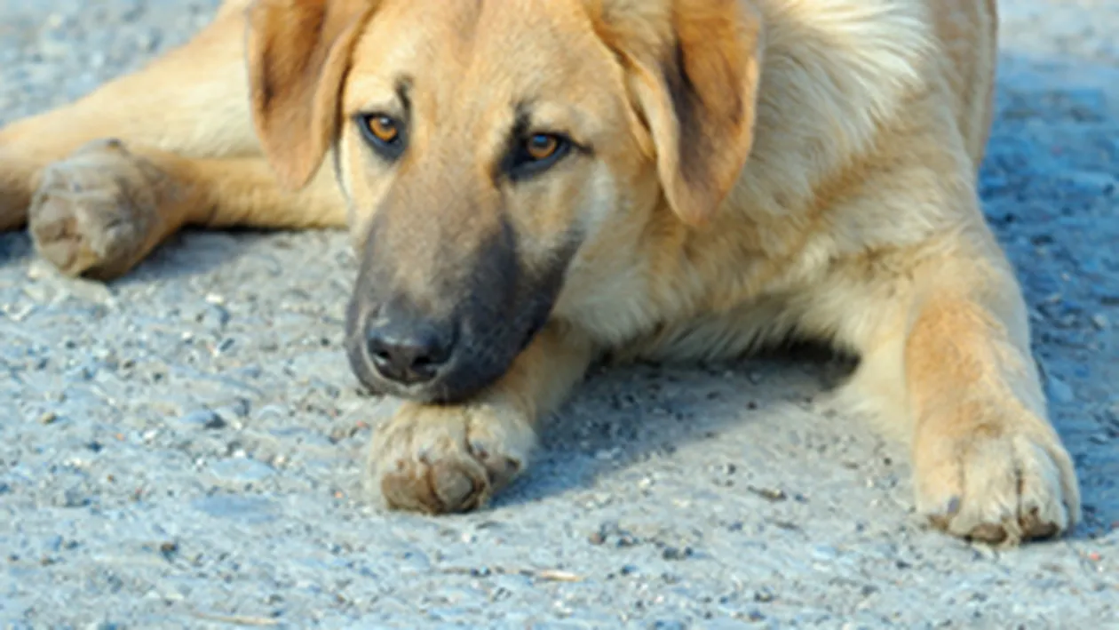 Un caine a fost condamnat la moarte prin lapidare, intr-un tribunal din Ierusalim!