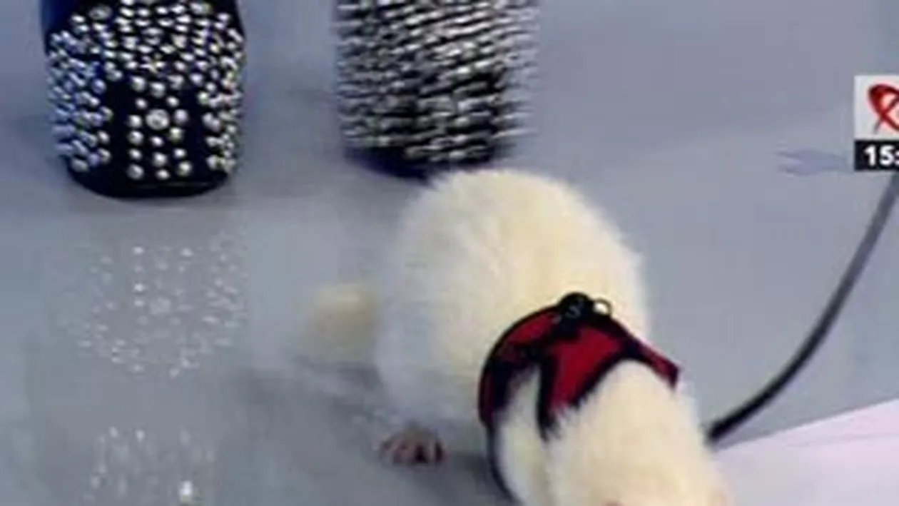 Botezatu i-a facut pasaport unuia dintre cei mai buni prieteni si il ia cu el in vacante, in cusca! Vezi aici ce simpatic e Ralph!