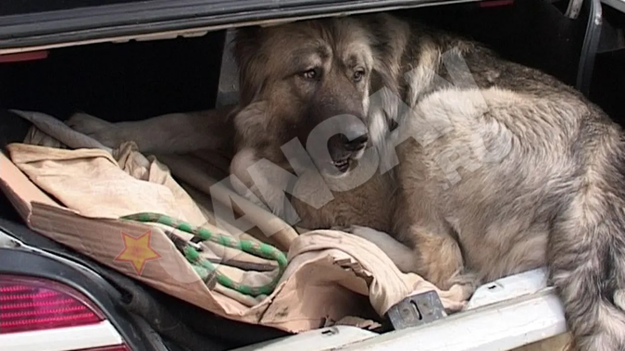 Cel mai bun prieten al omului, in misiune! Cainele - contrabandist