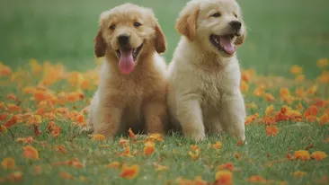 A cumpărat un câine Golden Retriever, dar când a ajuns acasă a avut un şoc. Ce a primit în schimb un tânăr