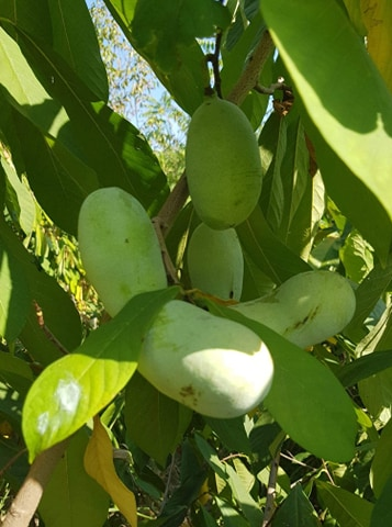 Arborii de paw paw s-au aclimatizat de minune în Băbiciu