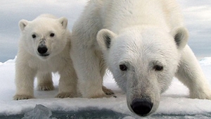 VIDEO In cadrul unui documentar, un urs polar a distrus un echipament video de 130.000 de lire.