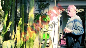 Creste 10.000 de cactusi