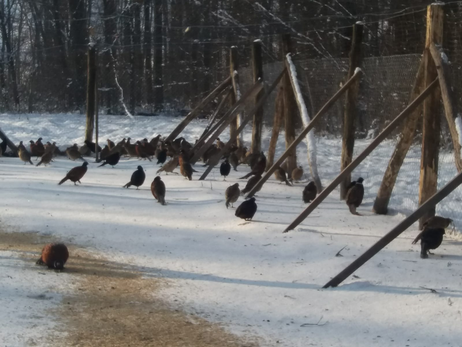 În voliere sunt crescute sute de păsări