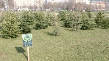 Au plantat brazii de Craciun in parc