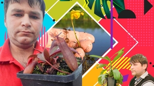 Adrian Danciu a descoperit o plantă carnivoră pe un canal din Satu Mare!