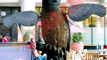 Bufnita electronica, sperietoare de soareci!