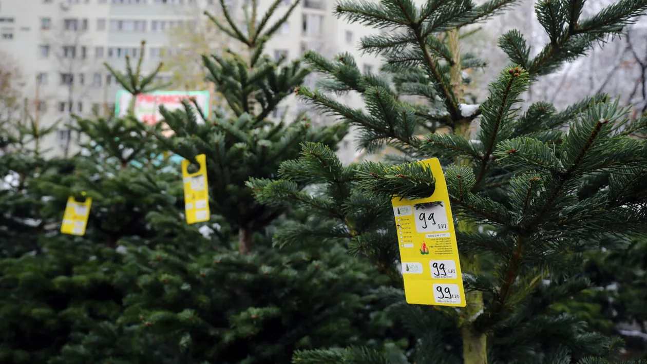 Cât costă un brad scos la vânzare de Romsilva la finalul lui noiembrie 2025. Preț surpriză pentru unul de 2-3 metri