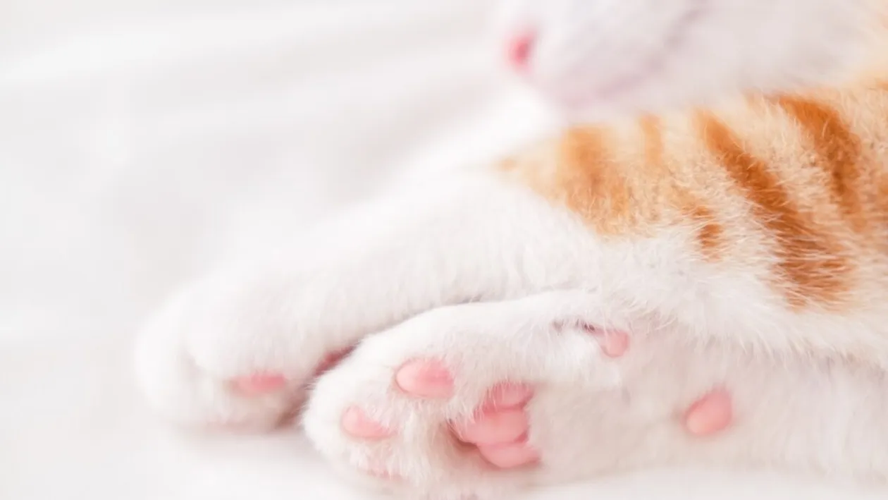 De ce au pisicile pernuțe pe lăbuțe, de fapt. Le-au apărut în urmă cu 50 de milioane de ani