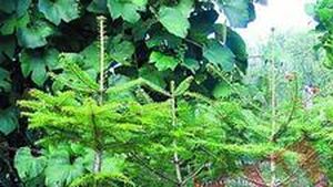 Senatorii nu vor brazi la ghiveci