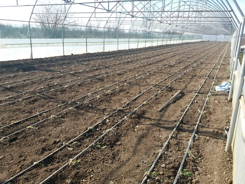 Vântul a făcut prăpăd în solariile din Izbiceni