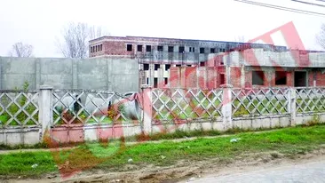 Puscarie noua in Bucuresti