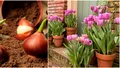 Când trebuie să plantezi bulbii de lalele ca să înflorească spectaculos toată primăvara. Secretul pe care niciun florar nu ți-l spune