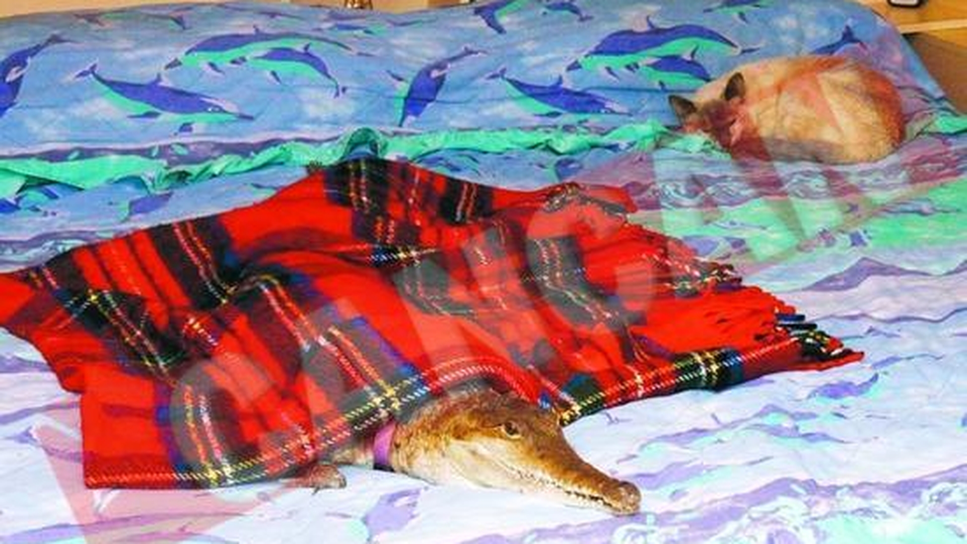 A divortat din cauza unui crocodil