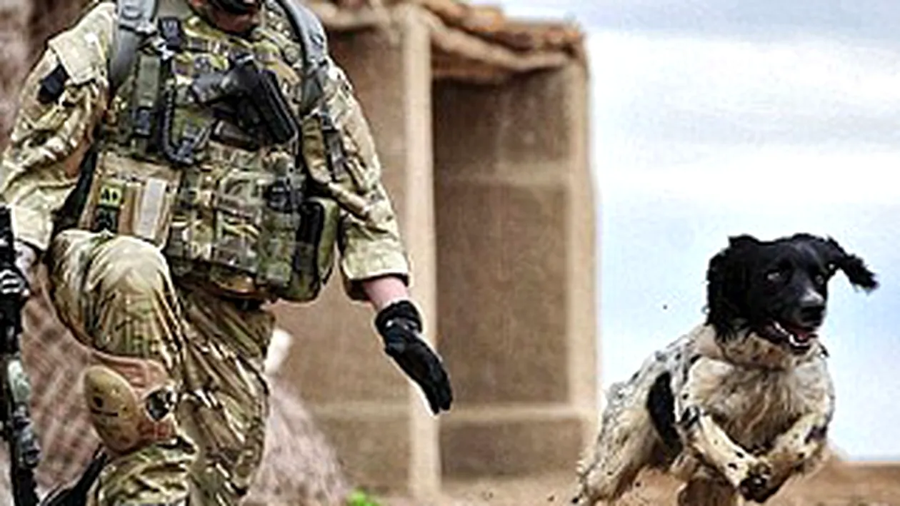 Cainele unui soldat ucis in Afganistan a murit de inima rea