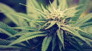 Vânzarea de canabis, o afacere în plină pandemie de coronavirus! Magazinele au fost luate cu asalt în Canada