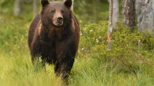 Încă o victimă! Copil de trei ani, atacat de urs în localitatea Victoria, județul Brașov