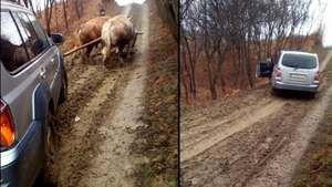 Imagini incredibile în România. O maşină de teren a fost scoasă din noroi cu ajutorul a doi boi