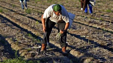 Coșmarul prin care trece un român în Germania, plecat la cules sparanghel: a ajuns la Ambasada României, la Poliție, dar…