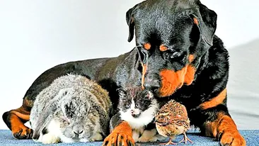 Rottweilerul Dave e mamica tuturor