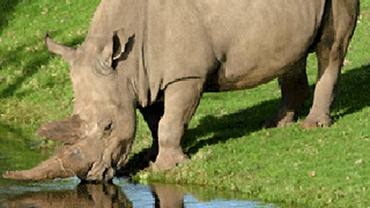 Dispusi sa faca orice pentru a deveni zei ai sexului! Doi polonezi au furat un corn de rinocer de la muzeu!
