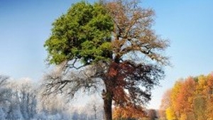 Vremea, ca o cutie cu surprize! Până vineri va fi cald, dar in weekend se intorc ninsorile. Vezi prognoza din această săptămână