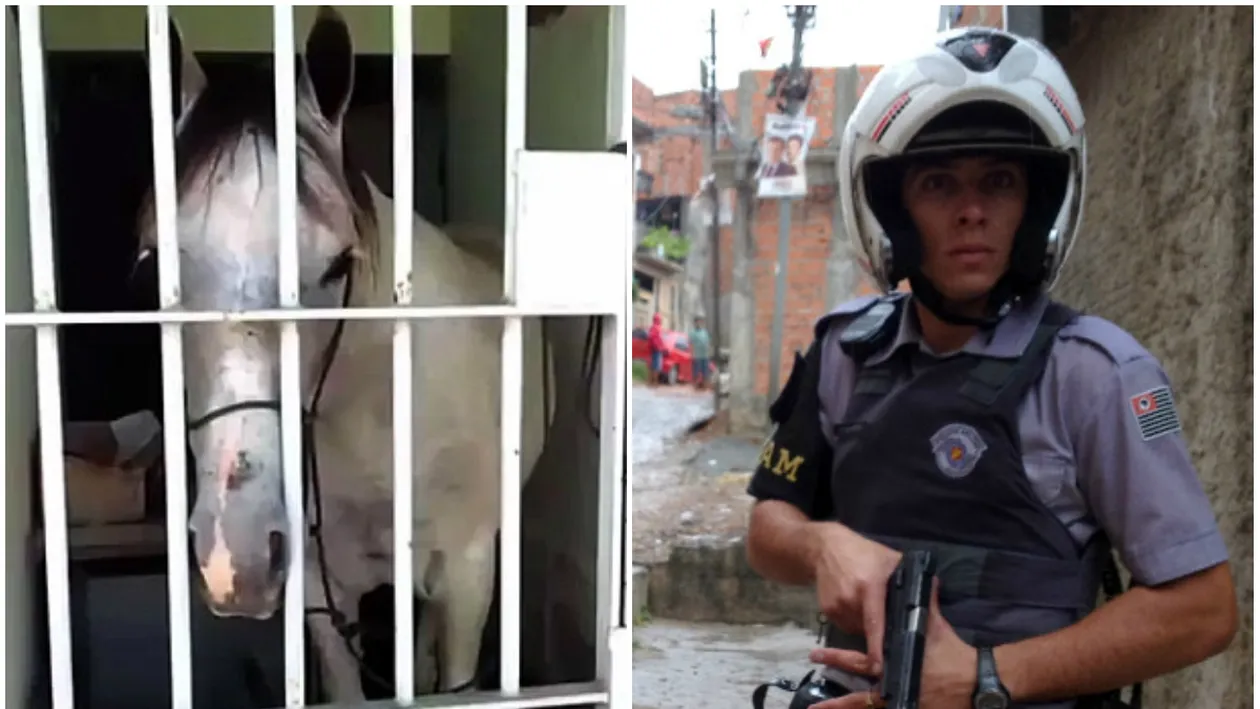 Cel mai ridicol arest făcut vreodată! Poliţiştii au băgat după gratii un cal. Ce făcuse atât de teribil animalul