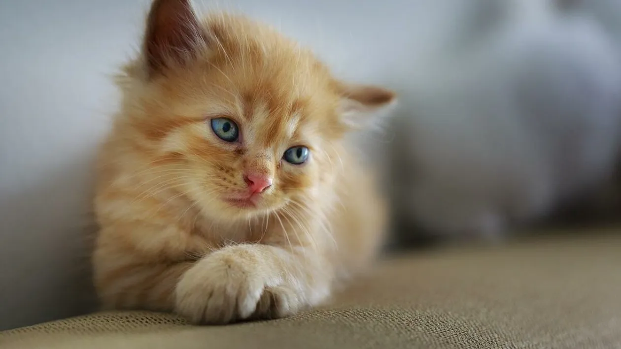 Cât timp va trăi pisica ta? Cum se calculează vârsta pisicilor în ani omeneşti