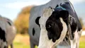 BANCUL ZILEI. -Mămico, noi trăim ca animalele?