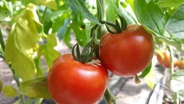 Au fost culese primele roşii din solariile din Olt. Pe tarabele din Capitală ajung la 30 de lei kilogramul