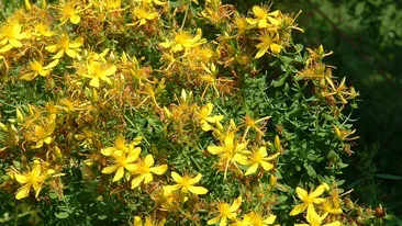 Beneficiile ceaiului de sunătoare. E bun la stomac, tratează insomnia, te ajută să te laşi de fumat, dar...