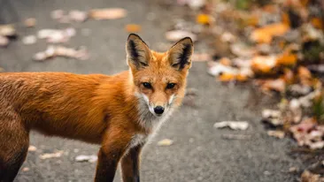 Animale sălbatice în centrul Capitalei! 3 vulpi au fost surprinse de camerele de supraveghere de la Muzeul Antipa
