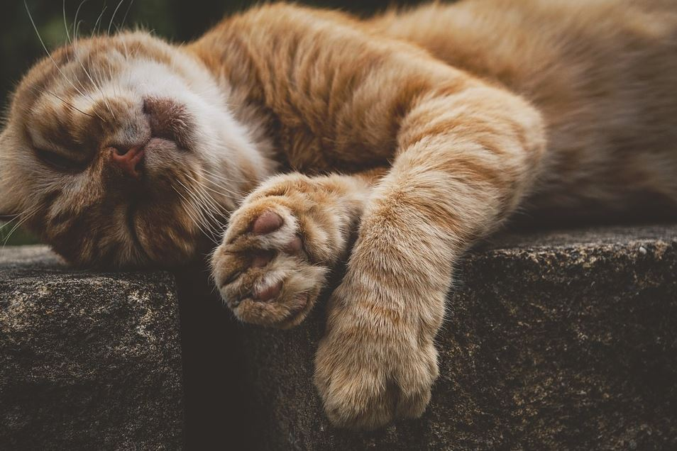 Ce vârstă are pisica ta în ani omenești. Calculul e foarte simplu! Vezi ce vedete preferă micuțele feline și cine a ales să își ia câine