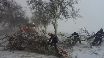 Peste 150 de copaci doborâți de vânt și a zăpadă. Probleme în 16 județe și în Capitală, fenomene meteorologice periculoase