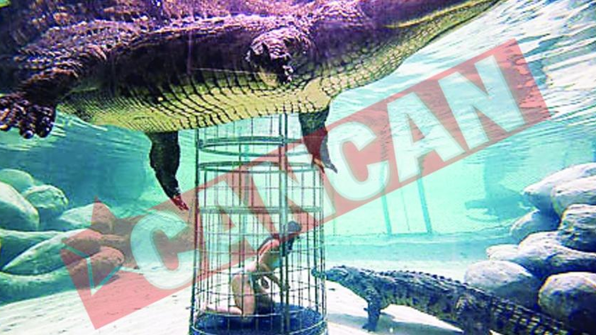 Distractie mortala printre crocodili