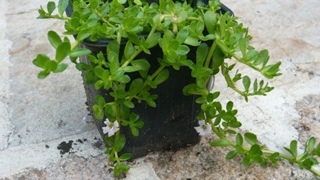 Farmacia din apartament- plante decorative cu proprietati medicinale