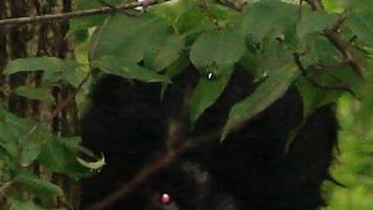 Ce au văzut în pădure i-a şocat! CREATURA care i-a făcut pe britanici să le îngheţe sângele în vene! Avea ochii roşii, DEMONICI!