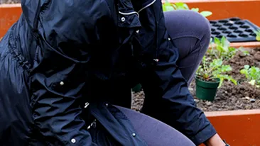 Michelle Obama cultiva zarzavaturi la Casa Alba