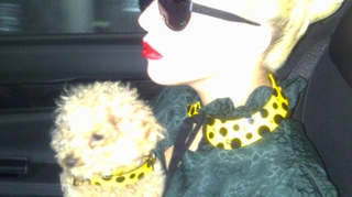 Uite ce a facut catelul lui Lady Gaga, Fozzi in culise, in timpul concertului