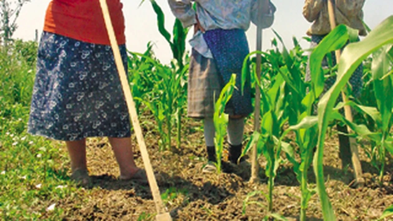 Care saracie? E lene! Ministrul Tabara: Crasmele sunt pline. Nu sapa nimeni pentru 100 de lei pe zi