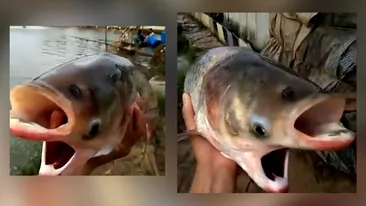 Ireal! A fost prins peștele ”Cernobîl” cu doua capete, patru ochi și două guri VIDEO