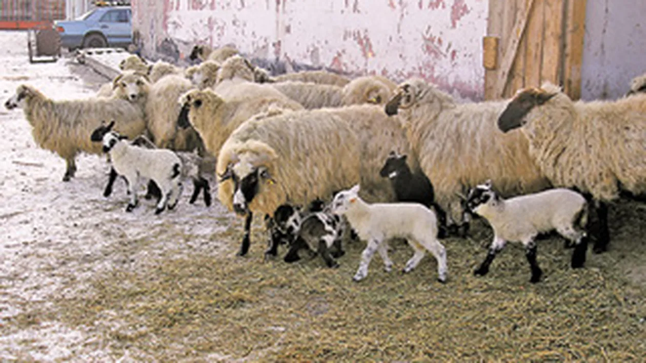 De Paste vom avea miei multi si mari!